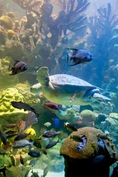 an aquarium filled with lots of different types of fish