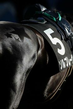 the back end of a black horse's head with numbers on its harnesses