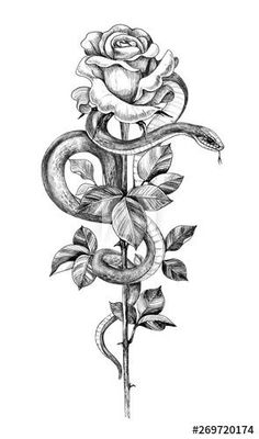 a drawing of a snake wrapped around a rose on a white background stock photo, picture and royalty