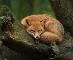 a red fox sleeping on top of a tree branch with its head resting on it's paw