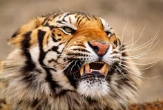 a close up of a tiger with it's mouth open