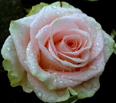 a pink rose with water droplets on it