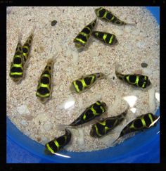 several small black and yellow fish in a blue bowl