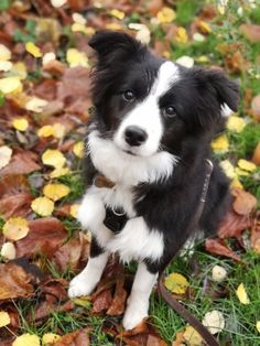 a black and white dog sitting on top of leaves