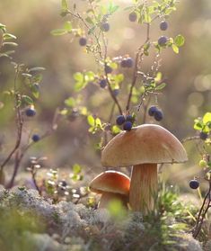 mushrooms and berries growing in the forest