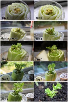 the steps in how to grow celery from seed into budding and starting blooming