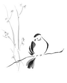 a black and white bird sitting on top of a tree branch next to a plant