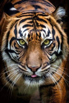 a close up of a tiger's face with green eyes