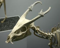 an animal skeleton is displayed in front of a gray background with other skeletons and bones