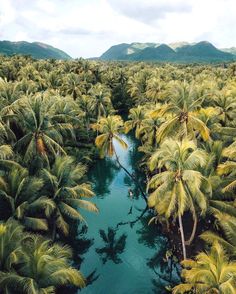 an aerial view of palm trees and water in the middle of a tropical jungle area