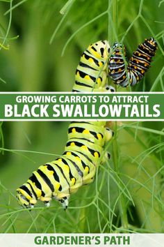 a black and yellow caterpillar on some green grass with the title growing carrots to attract black swallowtails