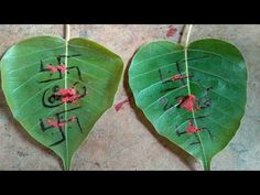 two green leaves with writing on them