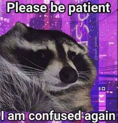 a raccoon with the caption please be patient i am confused again