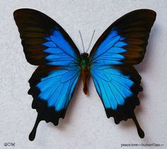 a purple and black butterfly on a white wall