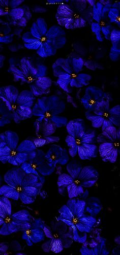 purple flowers are in the dark, and they look like they have been blooming