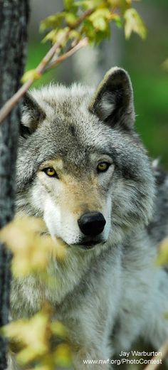 a wolf standing next to a tree and looking at the camera with an alert look on his face