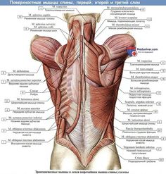 an image of the back muscles and their major superficial functions, labeled in english or spanish