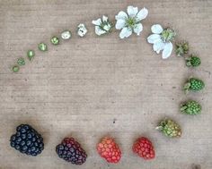 various berries and flowers arranged in the shape of a circle on a piece of paper