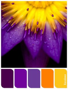 a purple and yellow flower with water droplets on it's petals in color balance