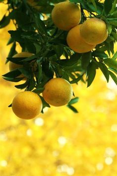 some oranges hanging from a tree in front of a yellow background