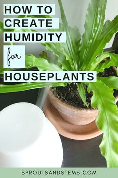 a houseplant in a pot with the words how to create humidity for houseplants