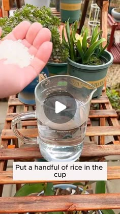 a glass pitcher filled with water sitting on top of a wooden table next to potted plants