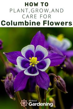 purple flowers with the title how to plant, grow and care for columbine flowers