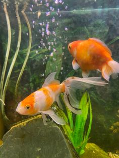 two orange and white fish in an aquarium