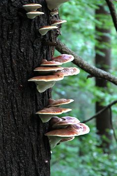 a group of mushrooms growing on the side of a tree