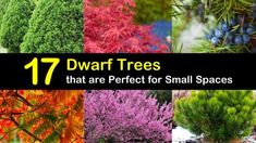 17 Dwarf Trees that are Perfect for Small Spaces Ornamental Trees Landscaping, Korean Lilac Tree, Trees Landscaping, Decorative Plants, Lilac Tree