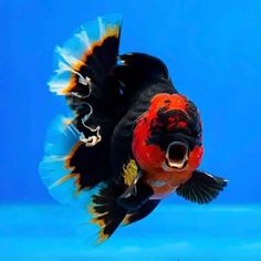 an orange and black fish with it's mouth open in front of a blue background