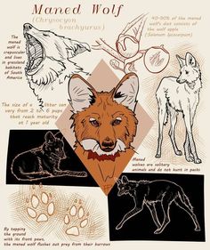 an animal's head is shown with different types of wolfs