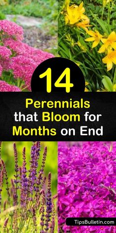 14 Perennials that Bloom for Months on End Phlox Plant, Blooming Perennials, Long Blooming Perennials, Full Sun Perennials, Sun Perennials, Late Spring, Hardy Perennials, Black Eyed Susan, Perennial Garden