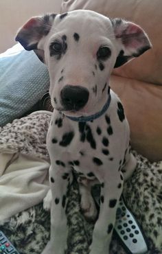 a dalmatian puppy sitting on top of a bed next to a remote control