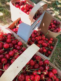 a box filled with lots of cherries sitting on top of a grass covered field