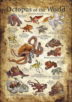 an octopus poster with different types of animals