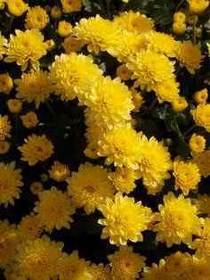 many yellow flowers with green leaves in the foreground and on the far side, there is no image here to provide a caption