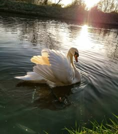 a swan is swimming in the water with its wings spread