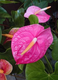 two pink flowers with green leaves in the background