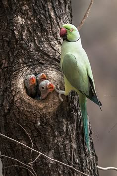 a green bird standing on top of a tree next to two babies in a nest