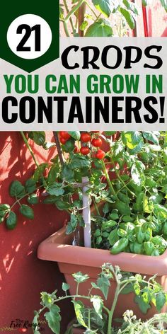 some plants that are growing in pots with the words 21 crops you can grow in containers