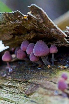 small purple mushrooms growing out of the bark of a tree