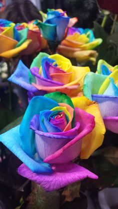 several multicolored roses are arranged in a row on top of the other flowers