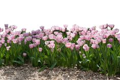 many pink tulips are growing in the dirt