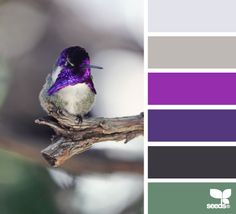 a bird sitting on top of a tree branch next to purple and green color swatches