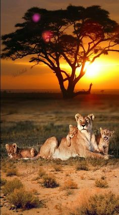 three lions sitting on the ground in front of a tree at sunset with an orange sky behind them