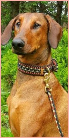 Stylish Dog Collar Accessories for Your Furry Friend Cute Dog Collars, Collar Leash, Dog Collars & Leashes, Dog Bows, Diy Dog Stuff