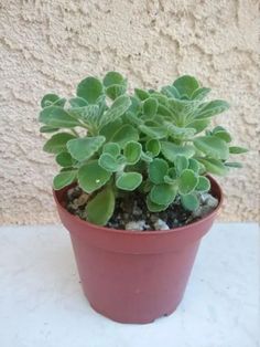 a small potted plant sitting on top of a white table next to a wall