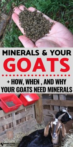 a hand holding up some dirt in front of two goats and the words, minerals & your goats how, when, and why your goats need