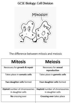 Mitosis And Meiosis, Medical Terminology Study, Gcse Biology, Biology Revision, Science Study, Exam Revision, Study Biology, Medical School Life